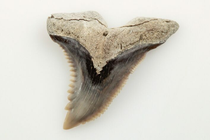 1.2" Snaggletooth Shark (Hemipristis) Tooth - Aurora, NC